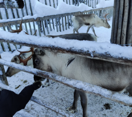 In the lapland you can feed reindeers. 